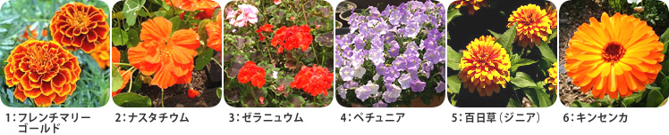 花の写真2