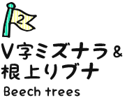 2：V字ミズナラ&根上りブナ