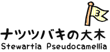 3：ナツツバキの大木