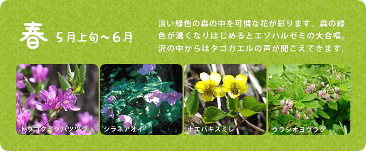 春／５月上旬～６月／淡い緑色の森の中を可憐な花が彩ります。森の緑色が濃くなりはじめるとエゾハルゼミの大合唱｡沢の中からはタゴガエルの声が聞こえてきます｡