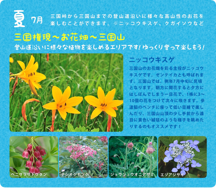 夏／7月／三国峠から三国山までの登山道沿いに様々な高山性のお花を楽しむことができます。※ニッコウキスゲ、クガイソウなど／三国権現～お花畑～三国山：登山道沿いに様々な植物を楽しめるエリアです!ゆっくり登って楽しもう!／ニッコウキスゲ：三国山のお花畑を彩る主役がニッコウキスゲです。ゼンテイカとも呼ばれます。三国山では、例年7月中旬に見頃となります。朝方に開花すると夕方にはしぼんでしまう一日花で、1株に3～10個の花をつけて次々に咲きます。歩道脇のベンチに座って低い目線で楽しんだり、三国山山頂の少し手前から遠目に黄色い絨毯のような様子を眺めたりするのもオススメです！