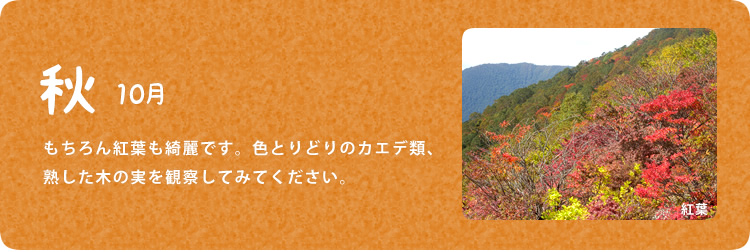 秋／10月／もちろん紅葉も綺麗です。色とりどりのカエデ類、熟した木の実を観察してみてください。